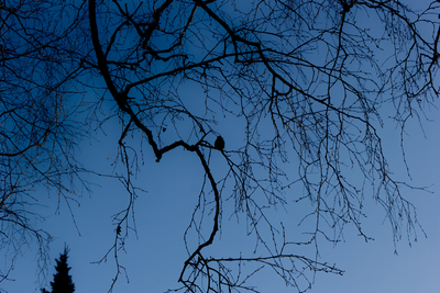 15-04-2026_17-58-59_EF-S18-55mm-f3.5-5.6-IS_f8.0_1-200_ISO100.jpg