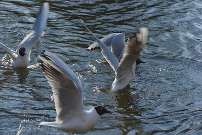 19-04-2026_17-04-13_EF-S55-250mm-f4-5.6-IS_f8.0_1-400_ISO100.jpg