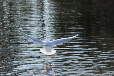19-04-2026_17-04-24_EF-S55-250mm-f4-5.6-IS_f6.3_1-400_ISO100.jpg