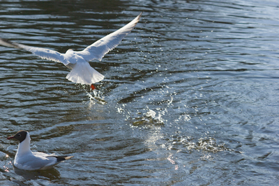 19-04-2026_17-04-24_EF-S55-250mm-f4-5.6-IS_f8.0_1-400_ISO100.jpg