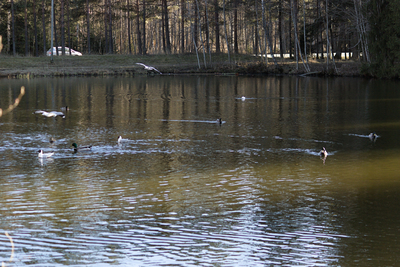 19-04-2026_17-09-25_EF-S55-250mm-f4-5.6-IS_f4.0_1-400_ISO250.jpg