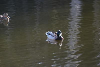 19-04-2026_17-16-33_EF-S55-250mm-f4-5.6-IS_f5.6_1-400_ISO640.jpg